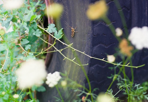 Grasshopper on Tire